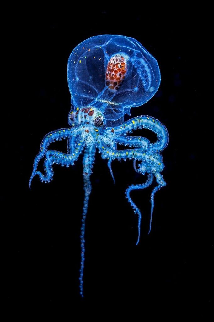 octopus energy est un fournisseur d'énergie innovant et durable, offrant des solutions énergétiques vertes et abordables. découvrez comment octopus energy transforme l'approvisionnement énergétique avec des tarifs compétitifs et un excellent service client.
