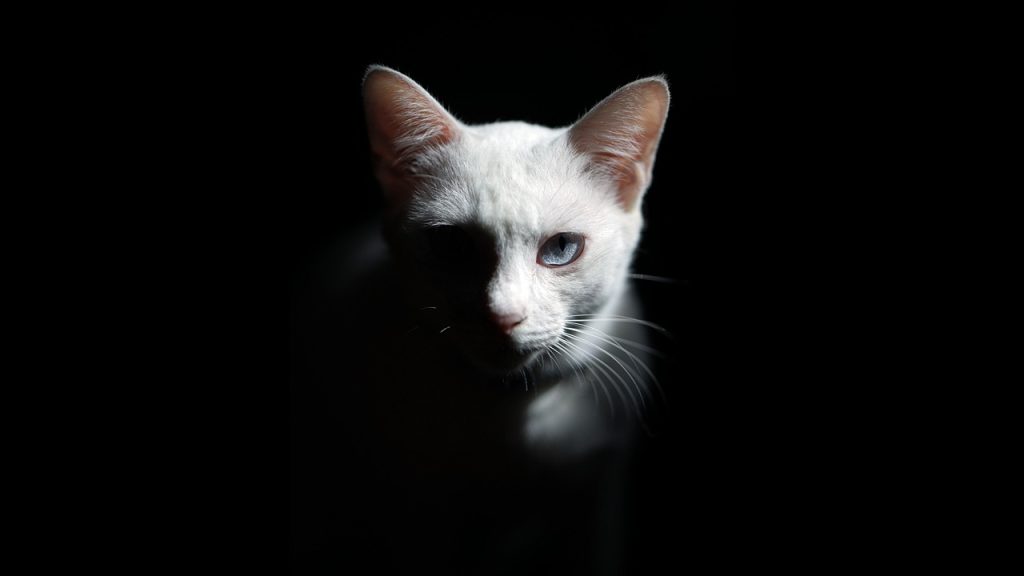 découvrez un monde captivant de suspense et d'adrénaline avec notre sélection de thrillers palpitants. plongez dans des intrigues complexes, des rebondissements inattendus et des personnages fascinants qui vous tiendront en haleine jusqu'à la dernière page.