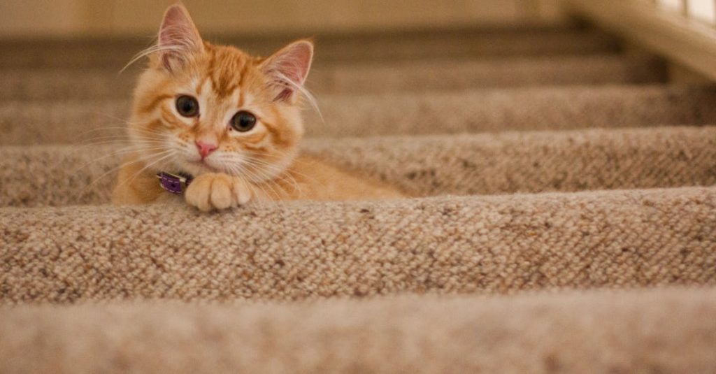 découvrez notre collection de colliers pour chats, alliant confort et style. offrez à votre félin un accessoire pratique et tendance, avec des options personnalisables et sécurisées. parfait pour les aventuriers à quatre pattes !