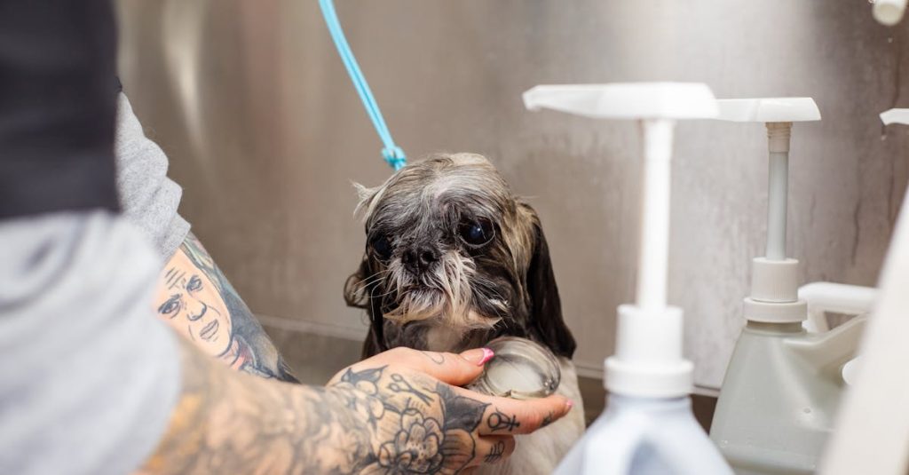 découvrez des conseils pratiques et des astuces indispensables pour prendre soin de votre chien. apprenez tout sur son alimentation, son hygiène, son éducation et son bien-être afin d'assurer une vie heureuse et saine à votre fidèle compagnon.