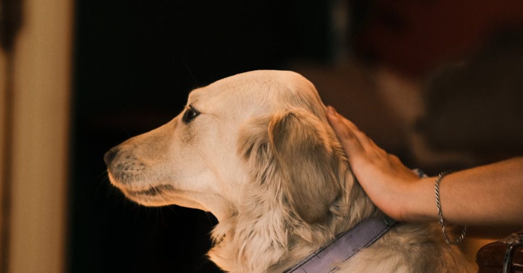 découvrez les pulseurs pour chiens, des accessoires innovants qui stimulent l'activité physique et le bien-être de votre compagnon à quatre pattes. offrez à votre chien des moments de jeu interactifs et enrichissants, tout en favorisant son épanouissement et sa santé.