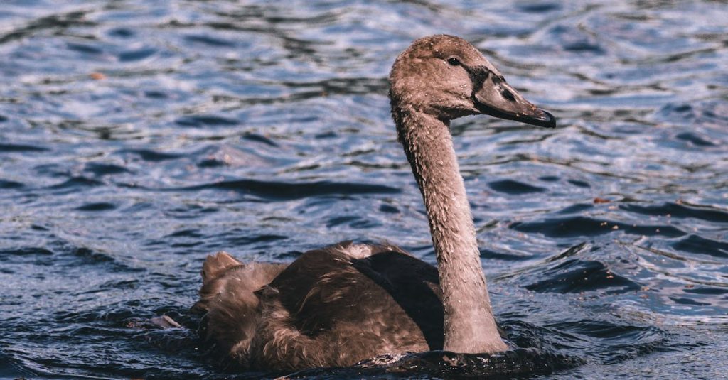 découvrez notre flotteur pour bébé, conçu pour assurer sécurité et confort lors des baignades. parfait pour les journées ensoleillées à la plage ou à la piscine, il permet à votre petit de s'amuser dans l'eau tout en étant soutenu. offrez à votre enfant une expérience aquatique agréable et rassurante avec notre flotteur coloré et ergonomique.