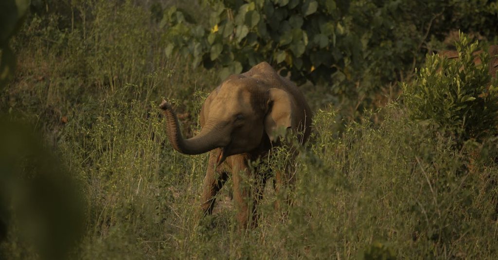 découvrez le malayalam, une langue riche et expressive parlée principalement au kerala, en inde. explorez son histoire, sa culture unique et son impact sur la littérature et le cinéma. apprenez-en davantage sur cette langue fascinante et ses caractéristiques distinctives.