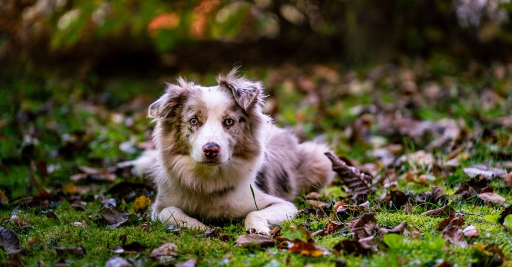 découvrez notre sélection de manteaux pour chiens, alliant confort, style et protection contre les intempéries. offrez à votre compagnon à quatre pattes un look tendance tout en le gardant au chaud et au sec lors de ses promenades.