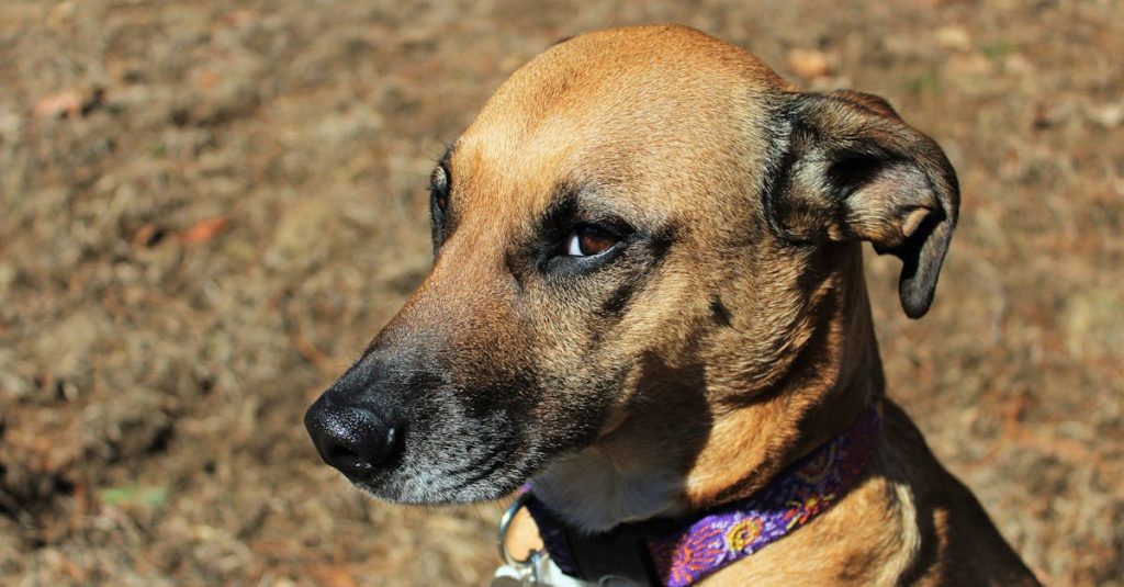 découvrez les colliers anti-aboiement, une solution efficace pour contrôler les aboiements excessifs de votre chien tout en lui offrant confort et sécurité. idéal pour une cohabitation sereine avec votre animal et vos voisins.